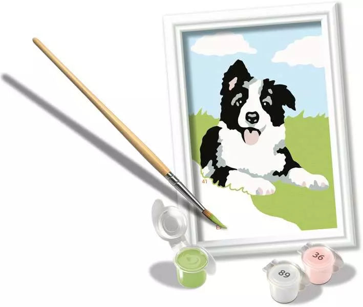 Border Collie Welpe