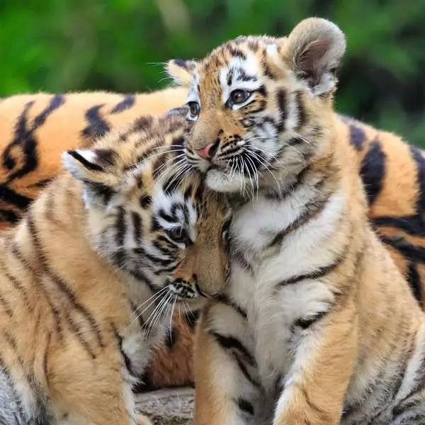Panda, Tiger und Löwe