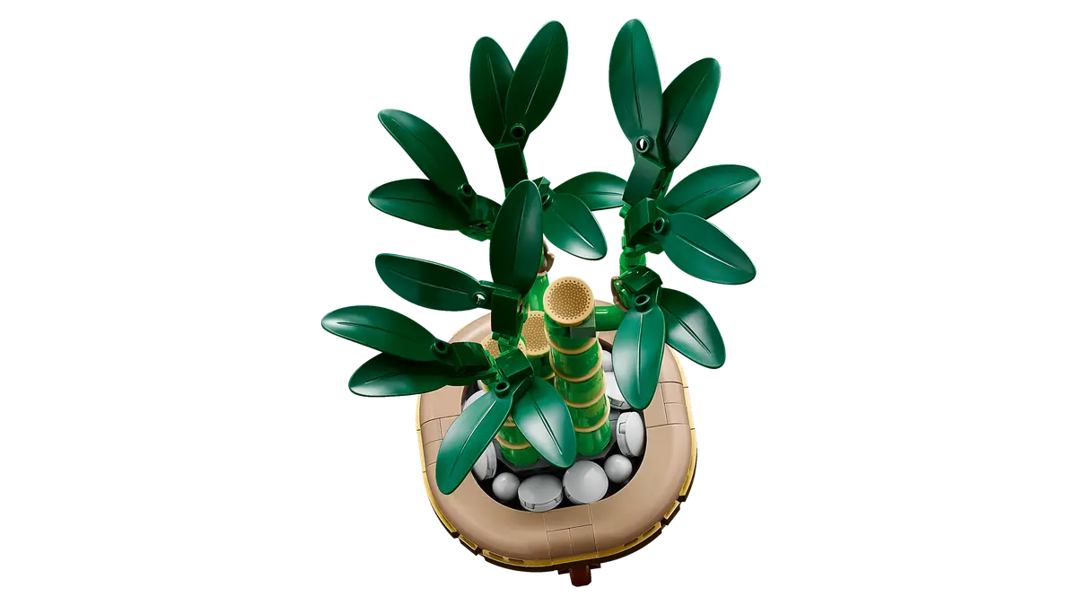 Botanical Glücks-Bambus