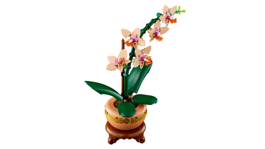 Botanical Mini-Orchidee