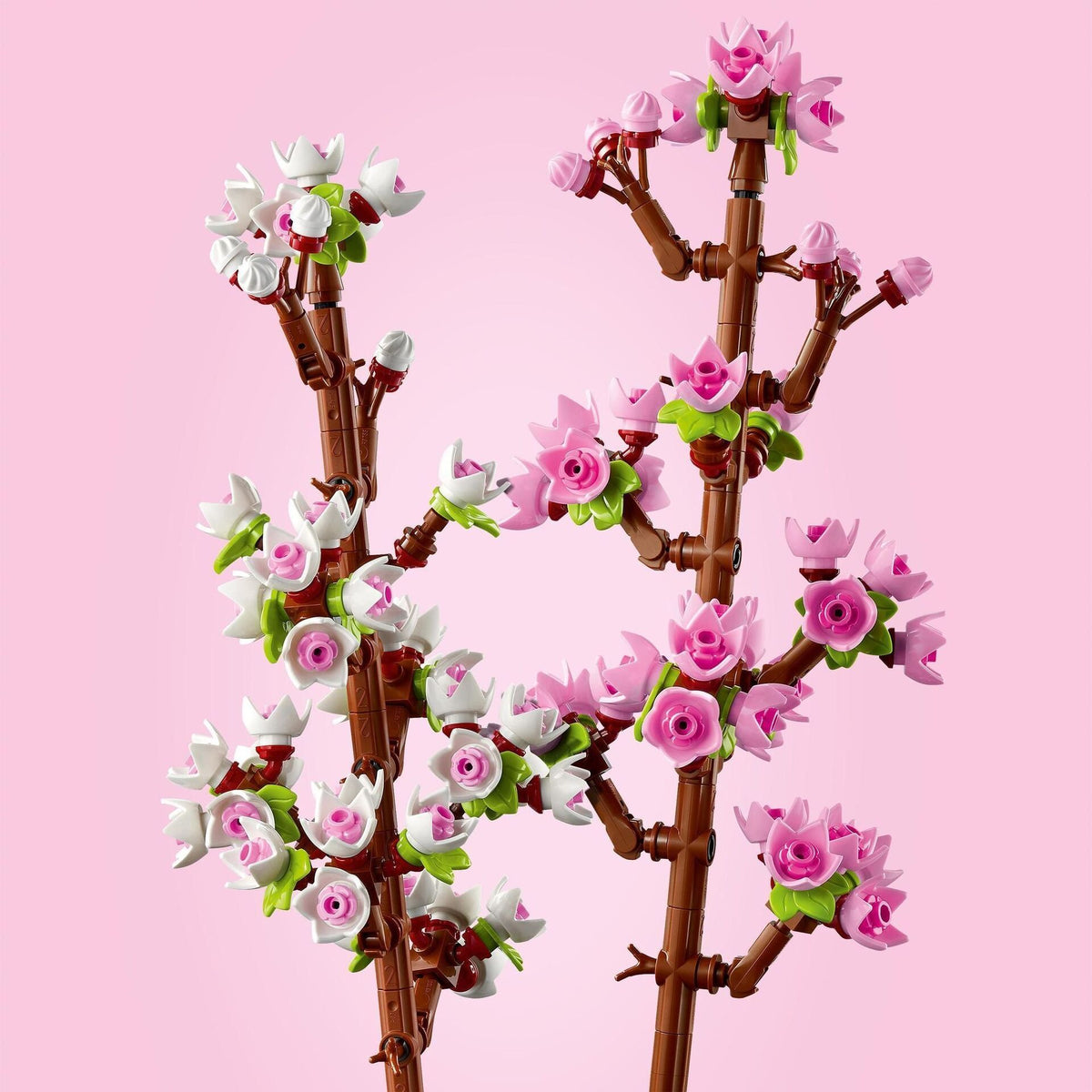 Creator Kirschblüten