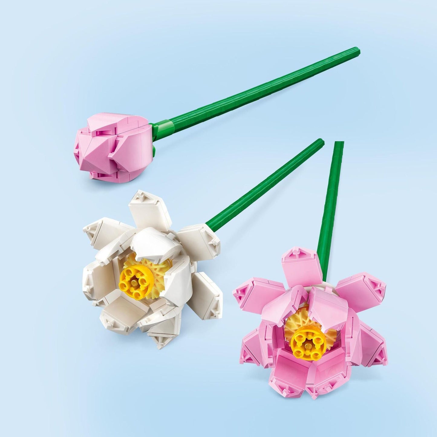Creator Lotusblumen