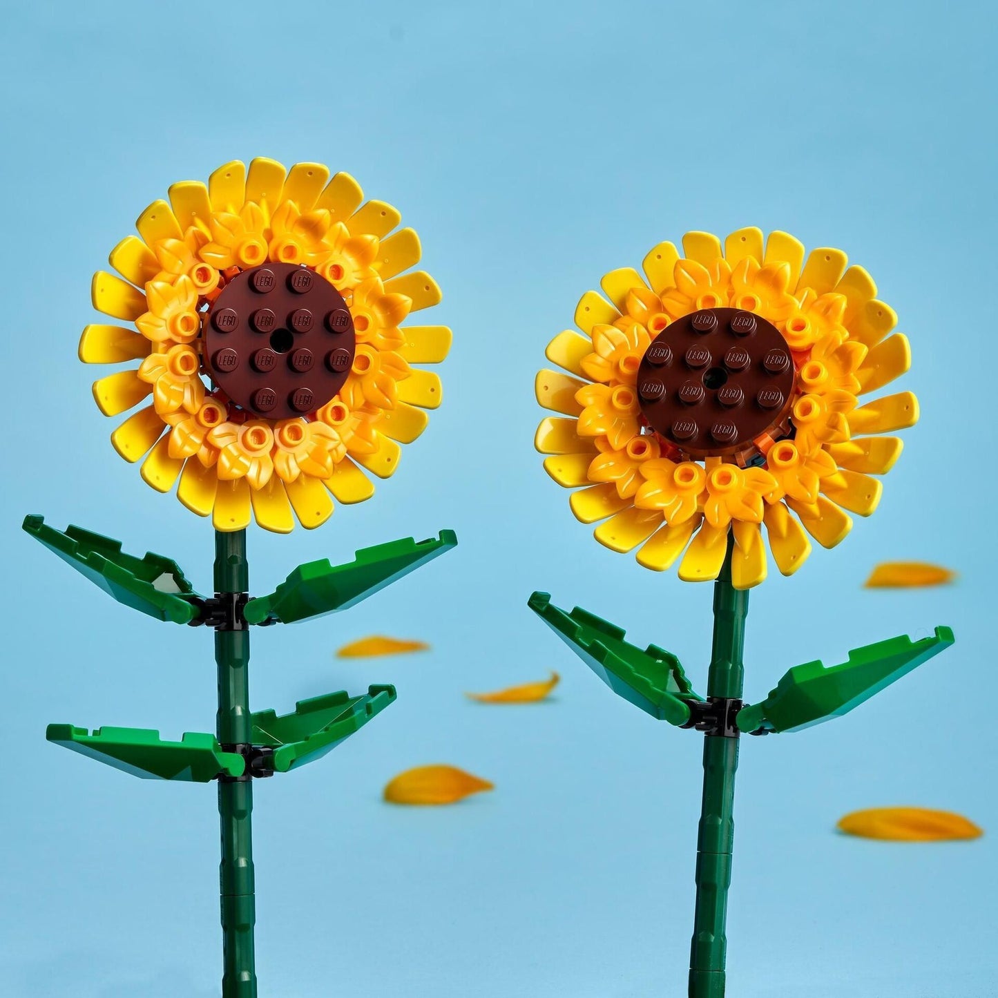 Creator Sonnenblumen