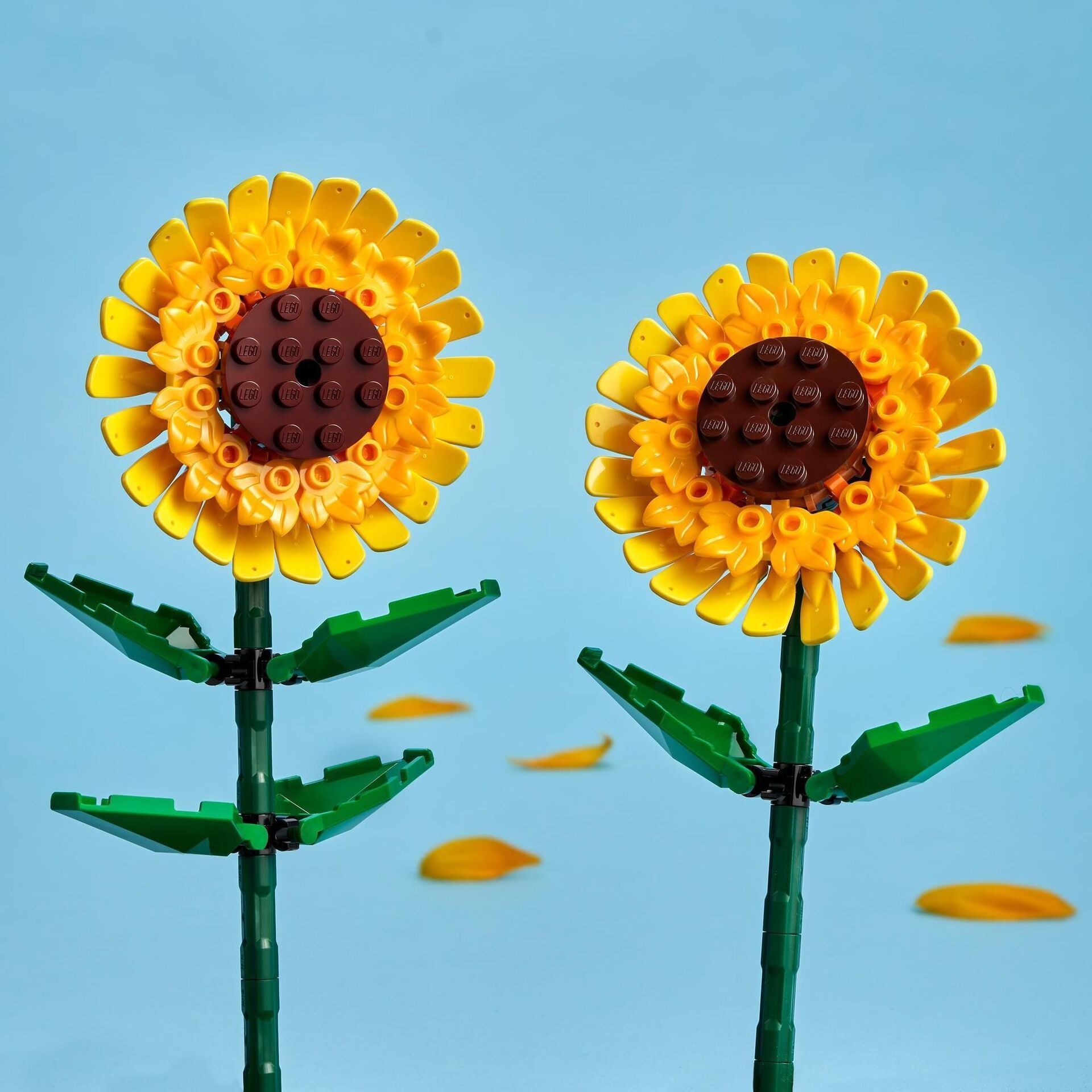 Creator Sonnenblumen