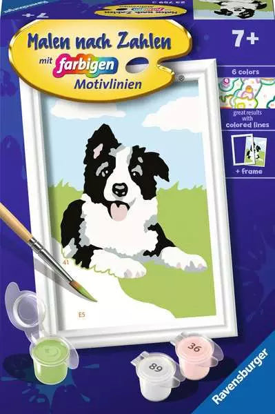 Border Collie Welpe