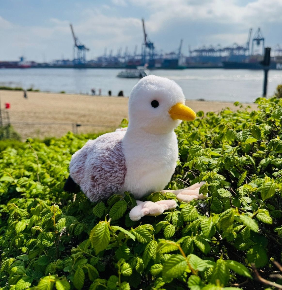 Möwe 20cm